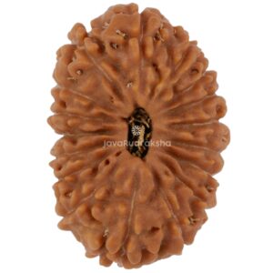 17 Mukhi Java Rudraksha 20.57 mm top view