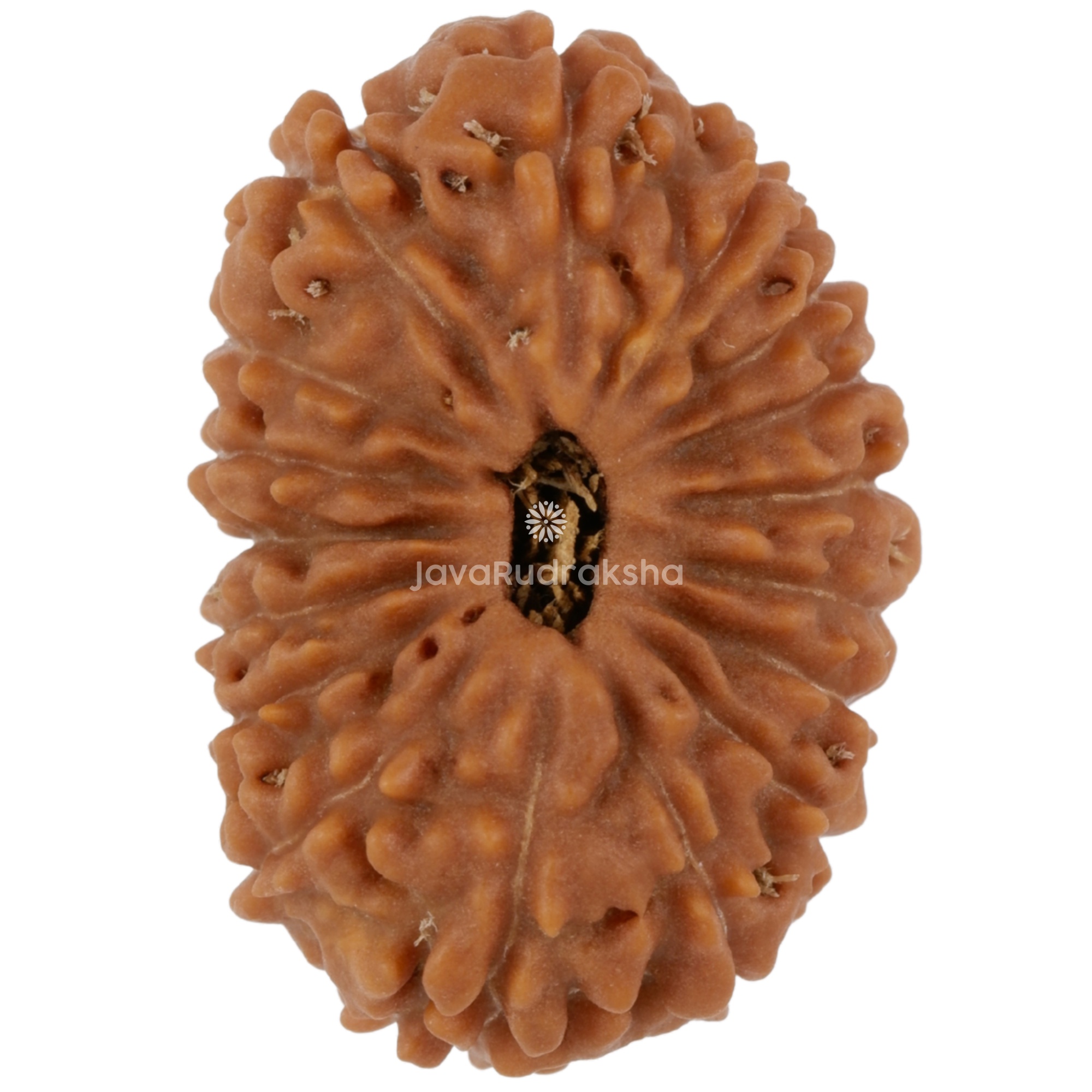 17 Mukhi Java Rudraksha 20.57 mm top view