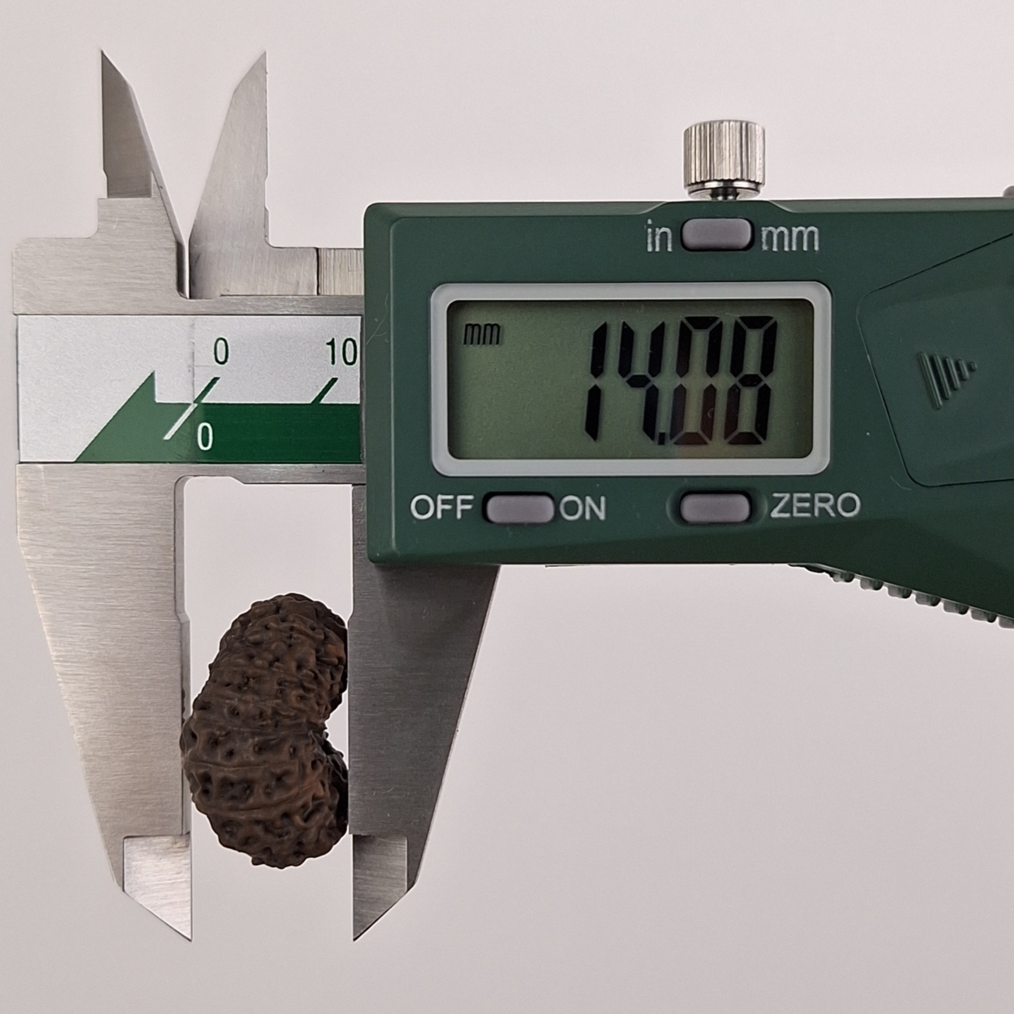 17 Mukhi Java Rudraksha 14.08 mm depth measurement