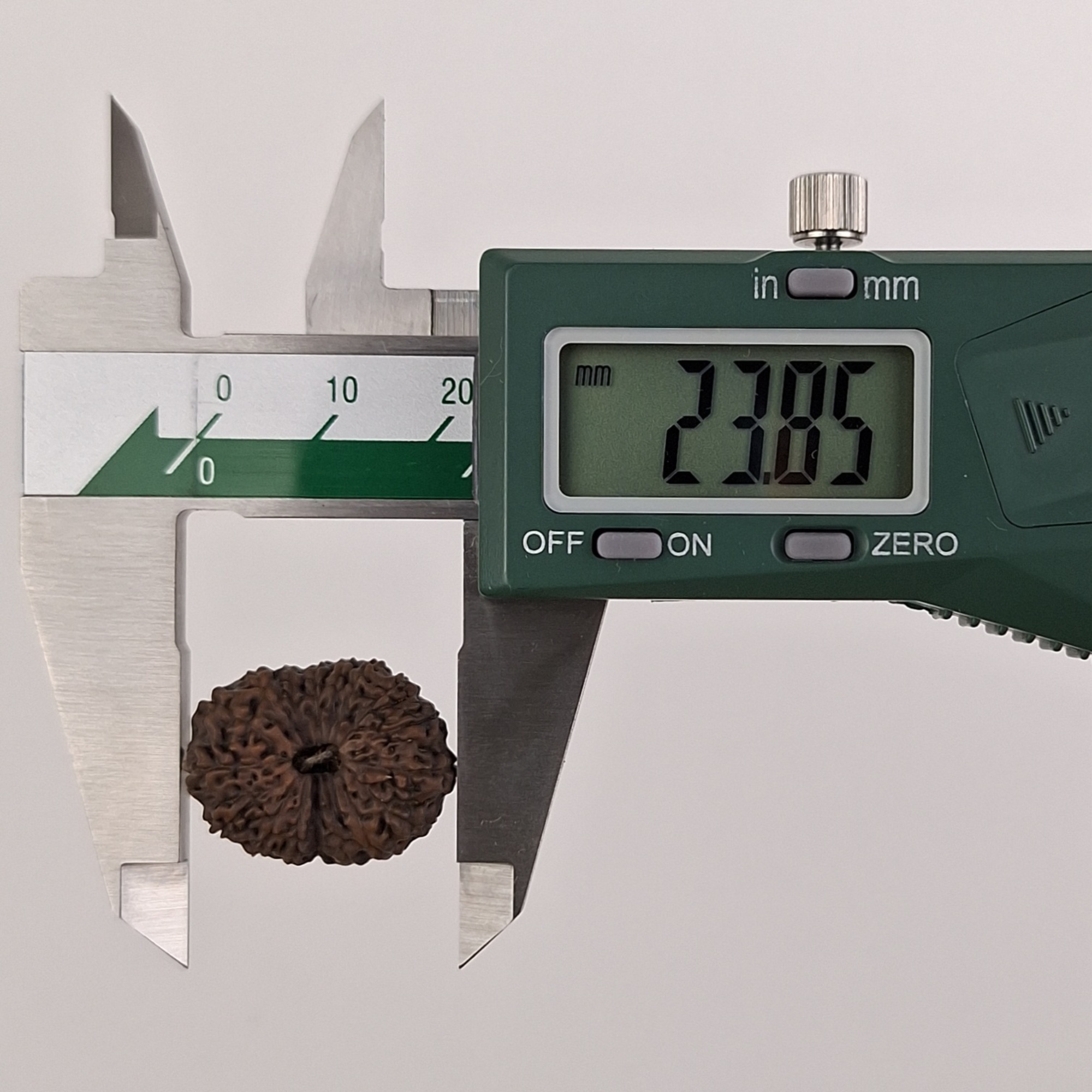 17 Mukhi Java Rudraksha 23.85 mm length measurement