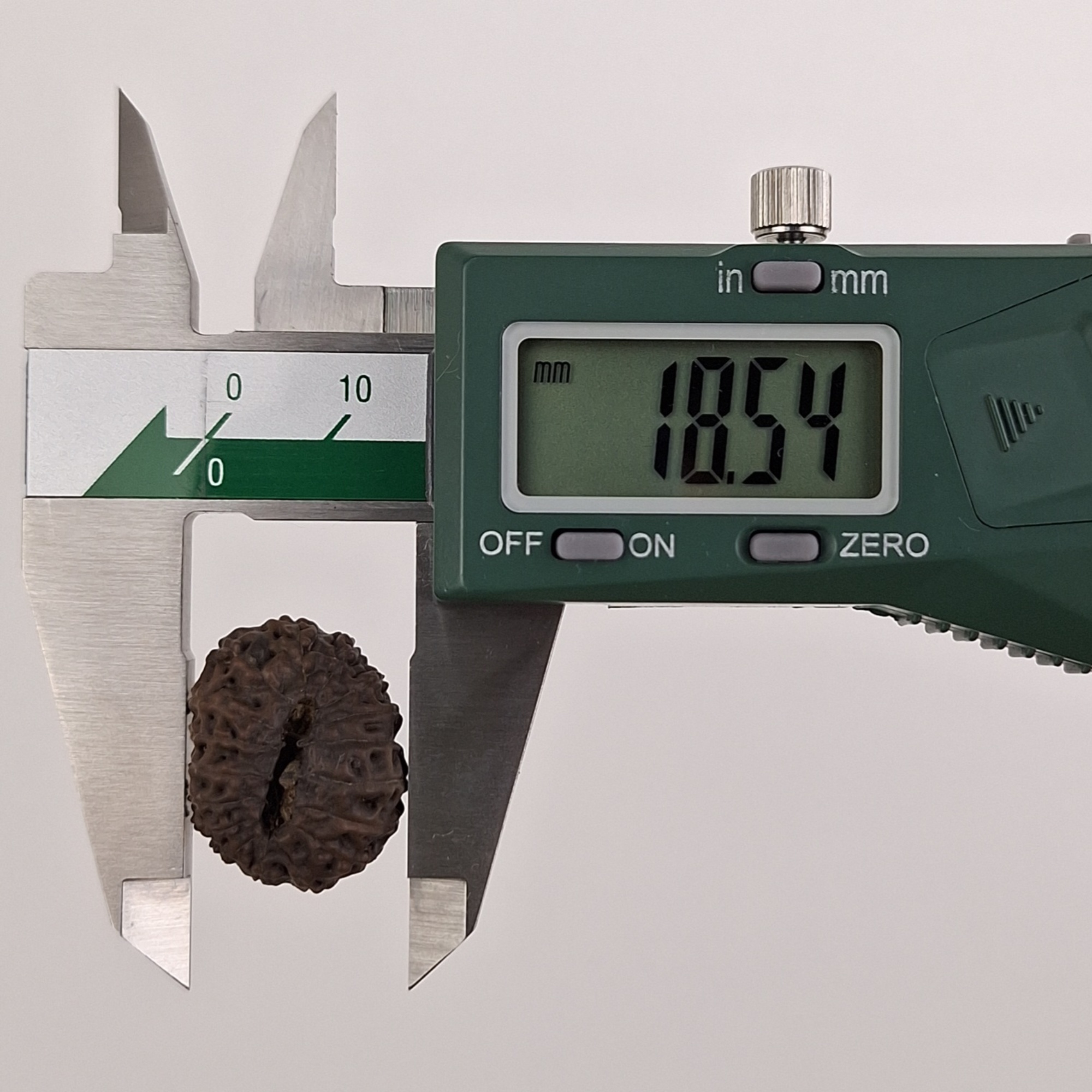 17 Mukhi Java Rudraksha 18.54 mm width measurement