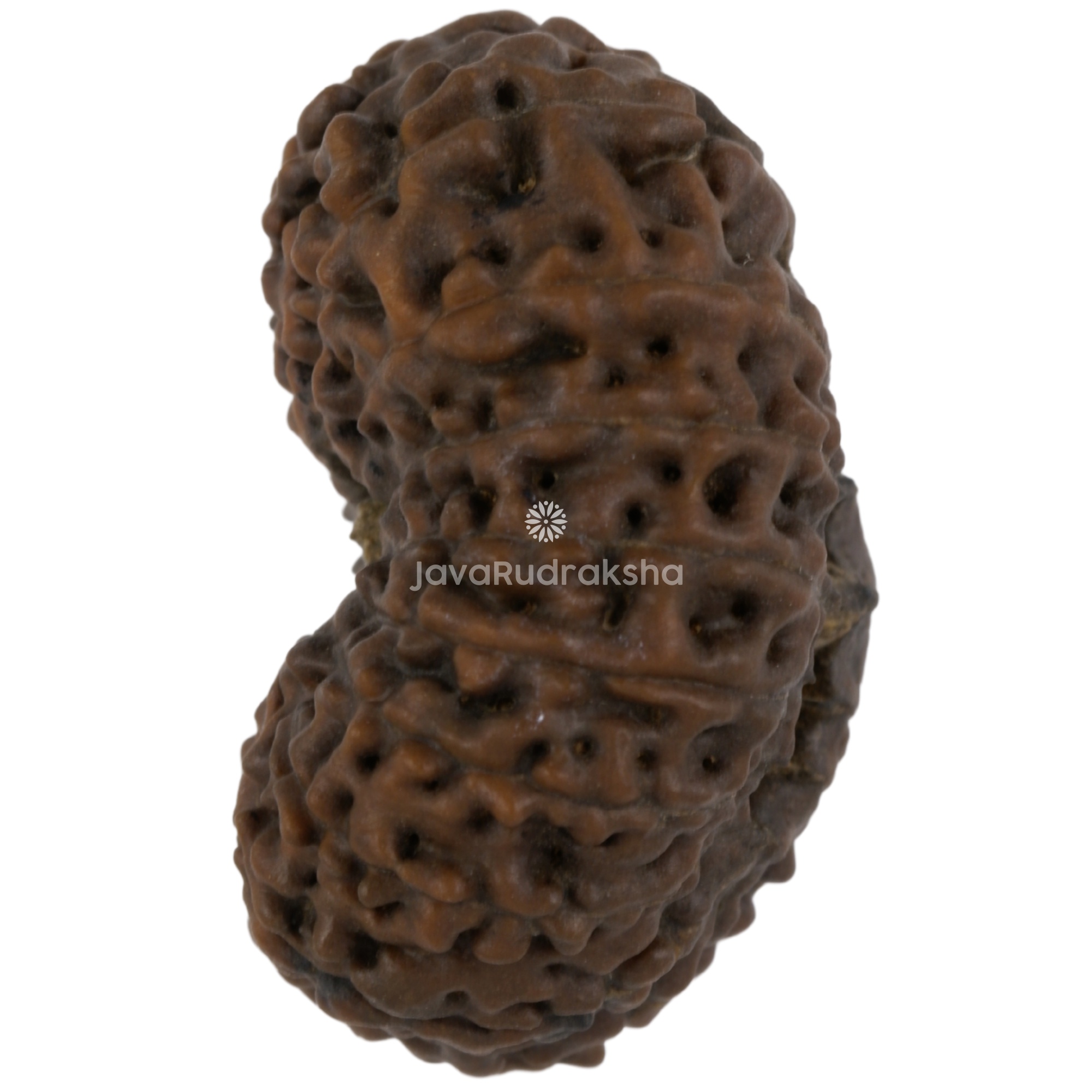 17 Mukhi Java Rudraksha 23.85 mm left side angle