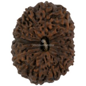 17 Mukhi Java Rudraksha 23.85 mm top view