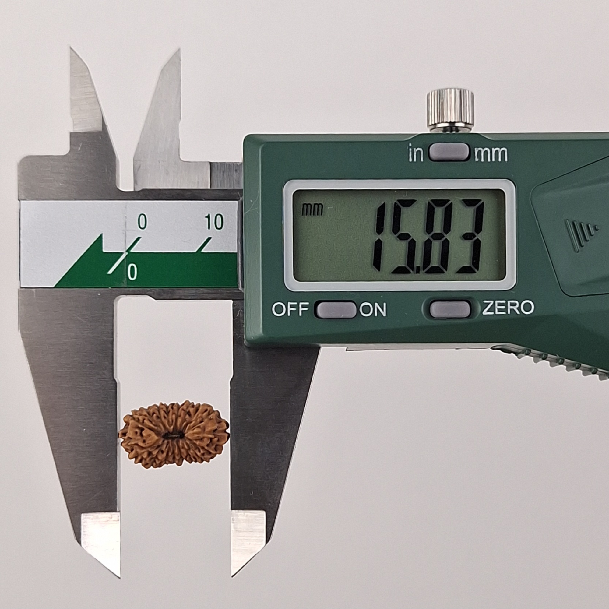 18 Mukhi Java Rudraksha 15.83 mm length measurement