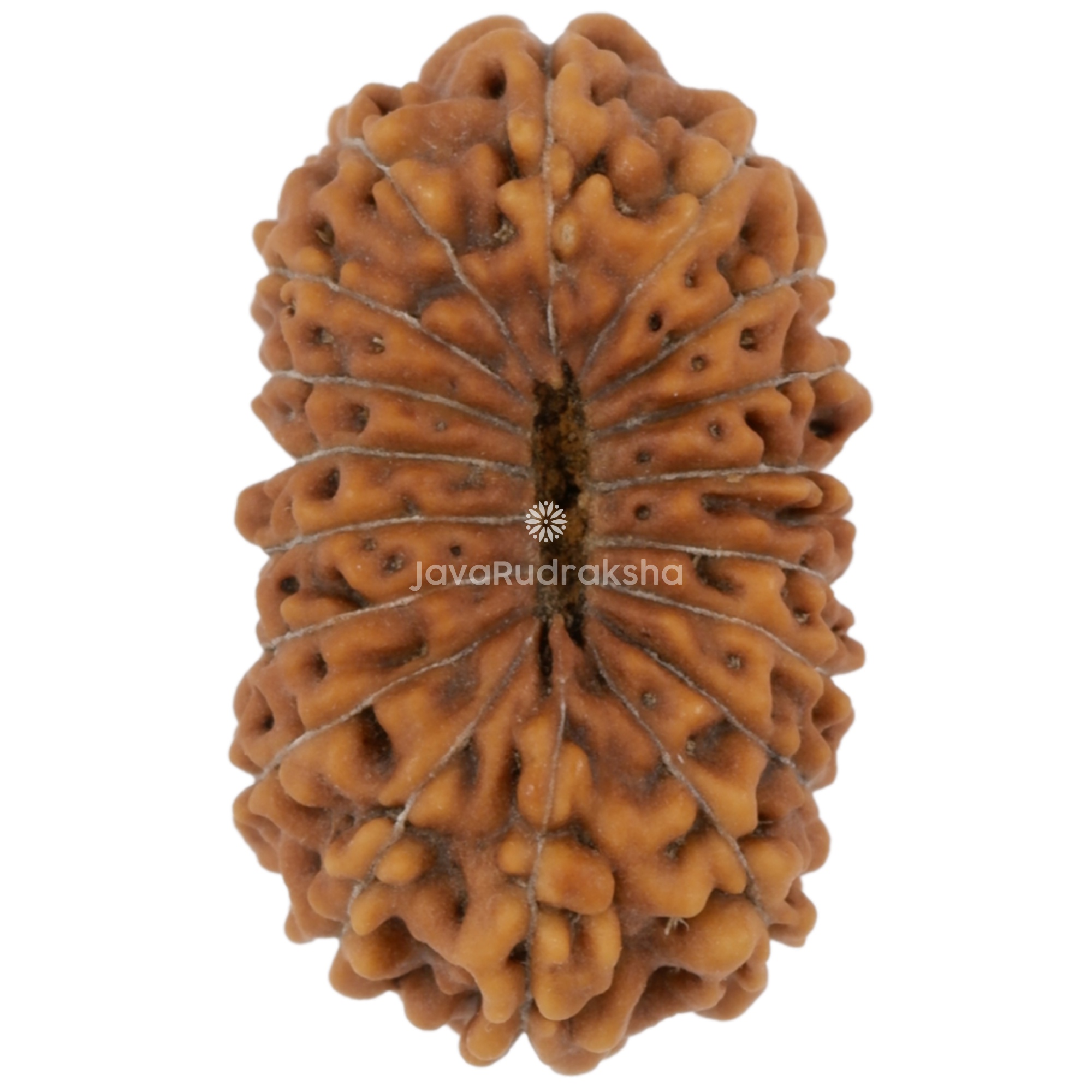 18 Mukhi Java Rudraksha 15.83 mm bottom view