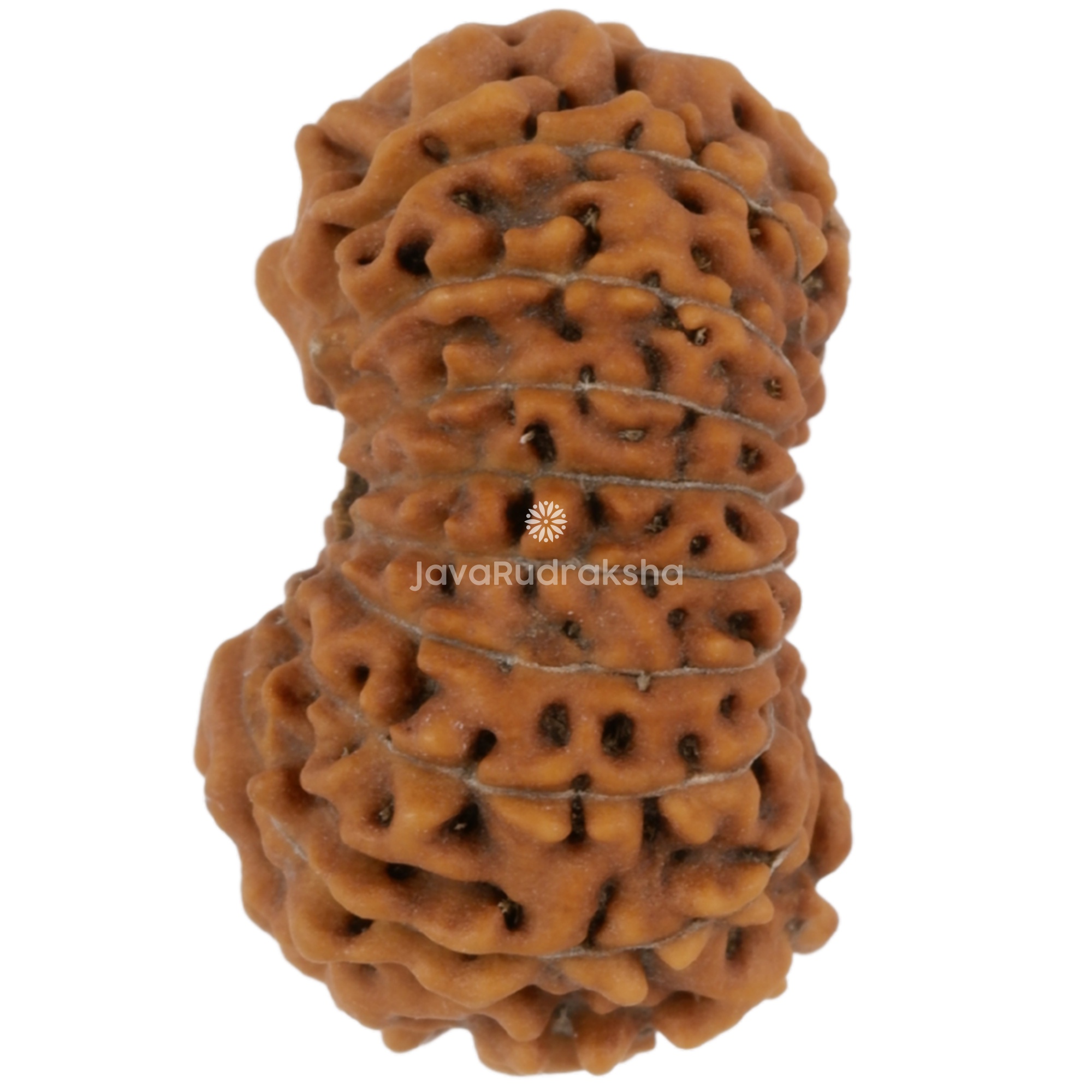 18 Mukhi Java Rudraksha 15.83 mm left side angle