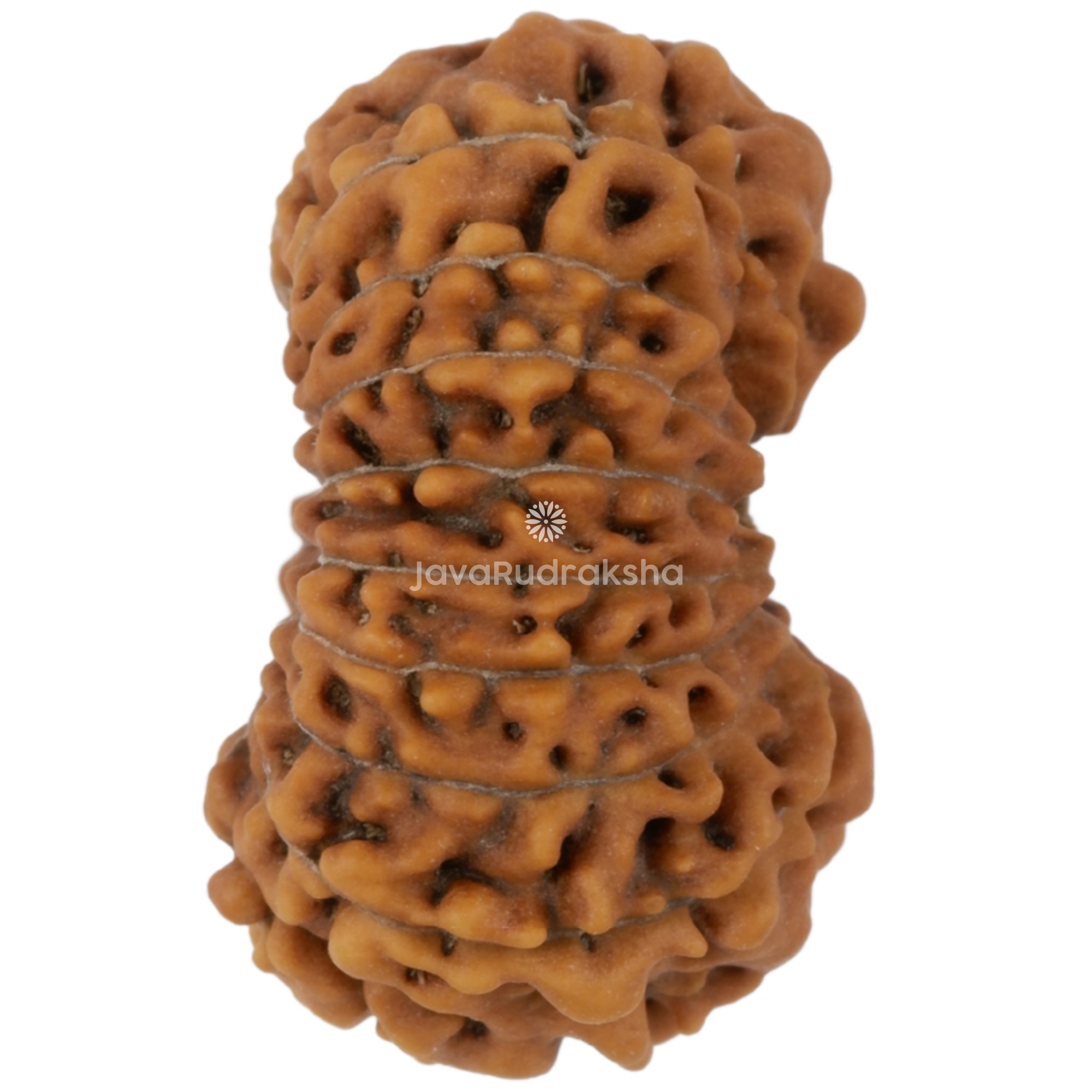 18 Mukhi Java Rudraksha 15.83 mm right side angle