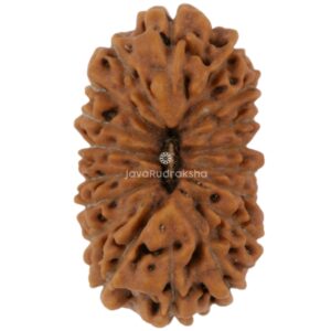 18 Mukhi Java Rudraksha 15.83 mm top view