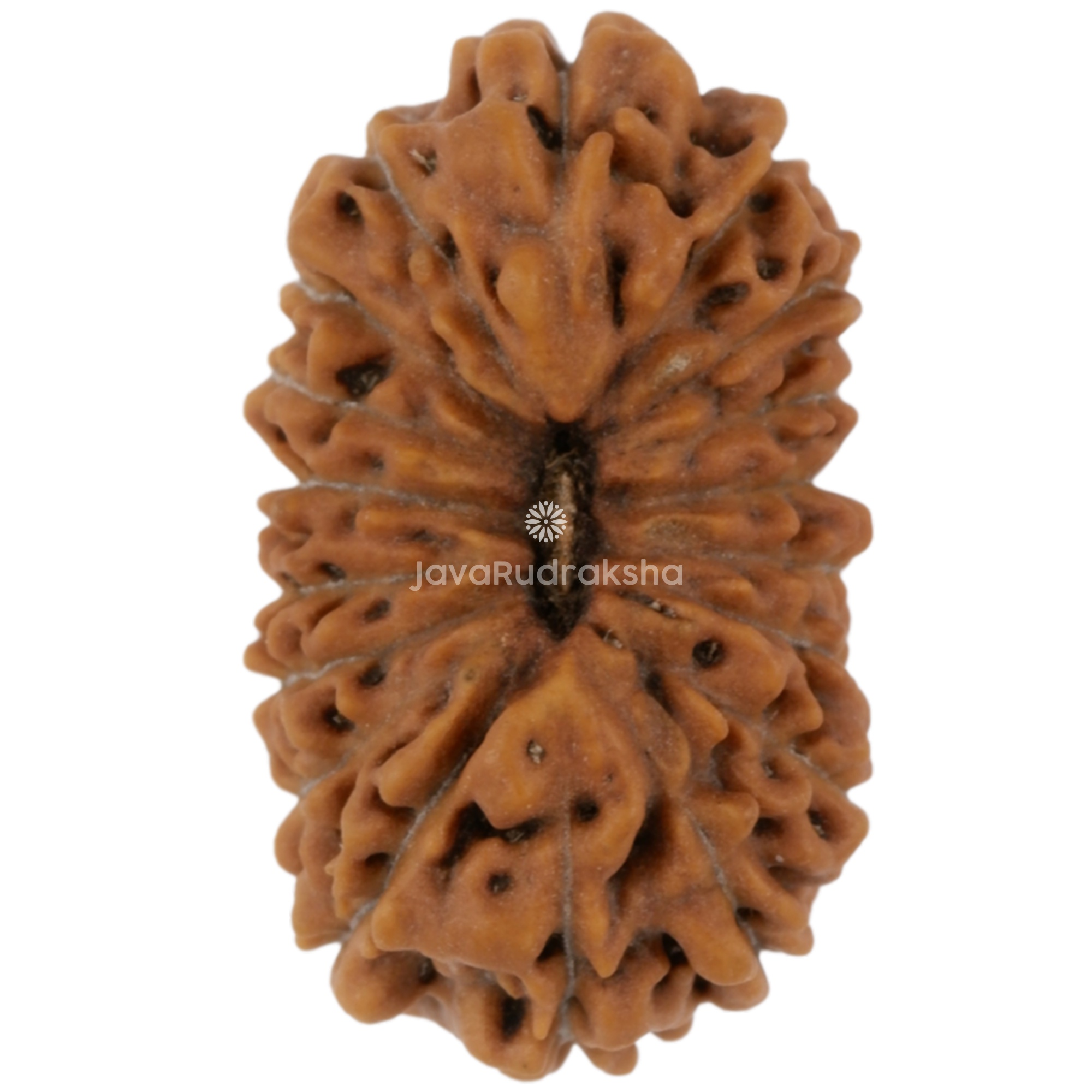 18 Mukhi Java Rudraksha 15.83 mm top view