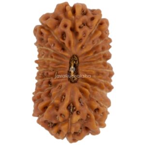 18 Mukhi Java Rudraksha 17.58 mm top view