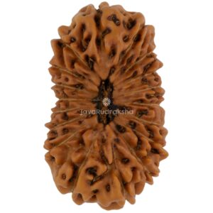 18 Mukhi Java Rudraksha 26.60 mm top view