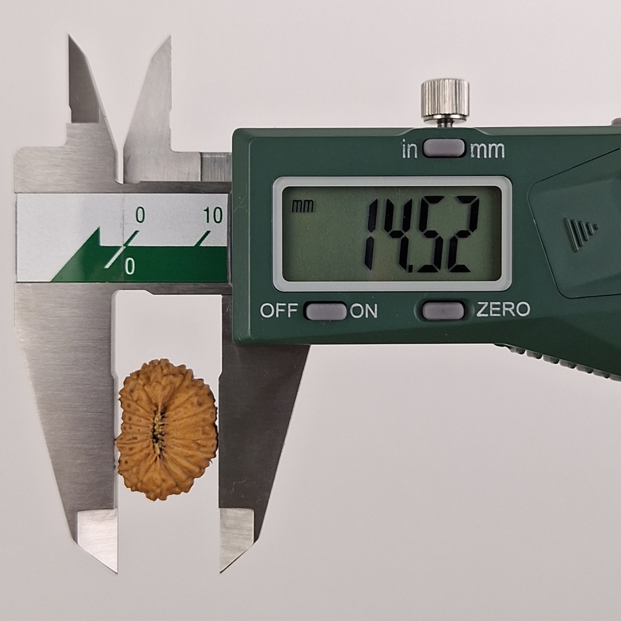 20 Mukhi Java Rudraksha 14.52 mm width measurement