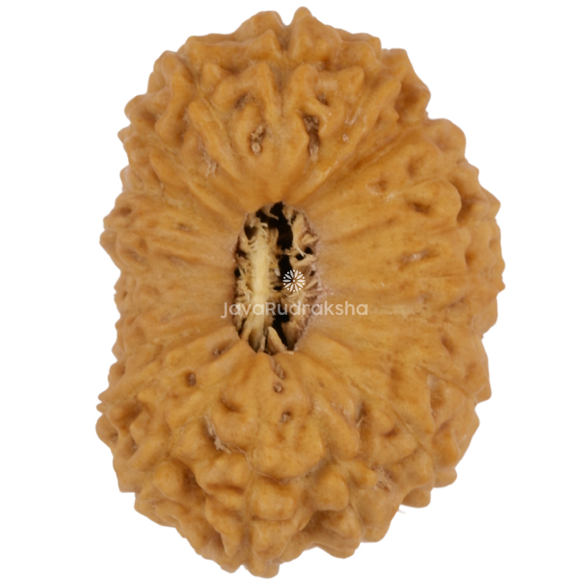 20 Mukhi Java Rudraksha 20.05 mm top view