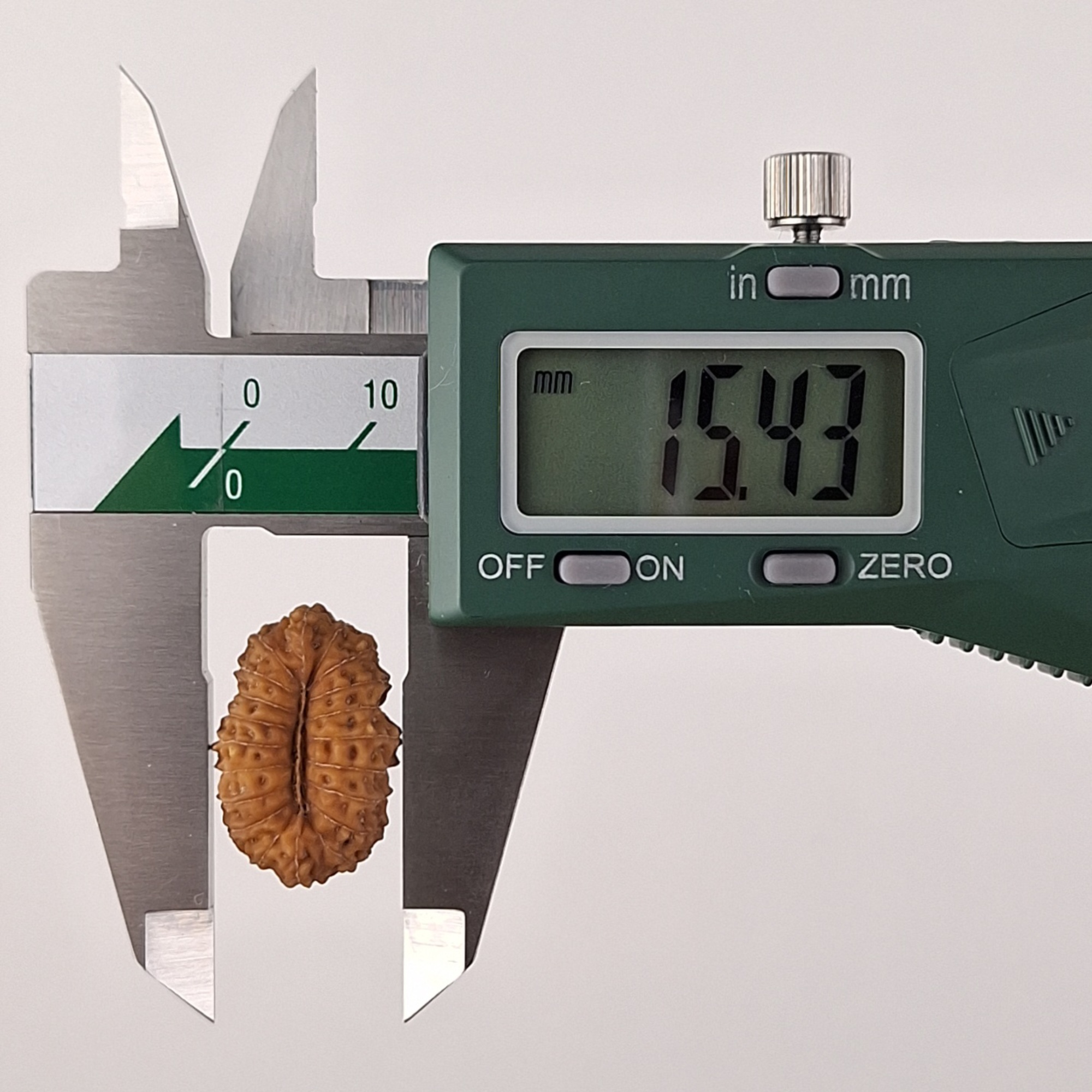 20 Mukhi Java Rudraksha 15.43 mm width measurement