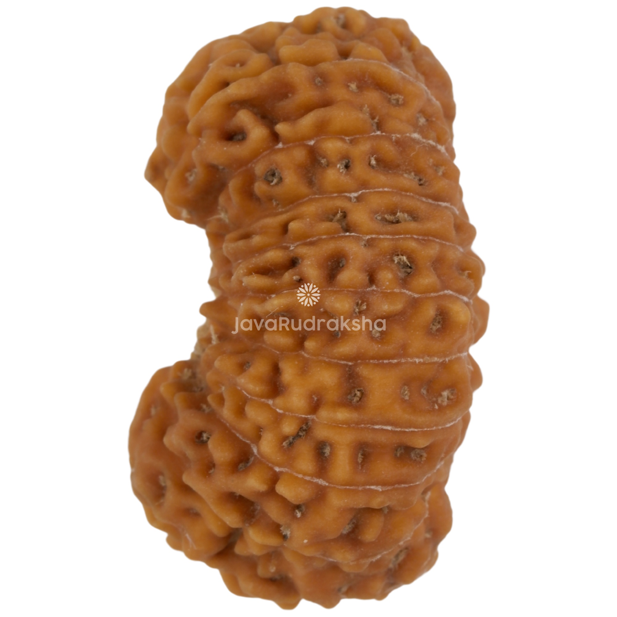 20 Mukhi Java Rudraksha 23.16 mm left side angle