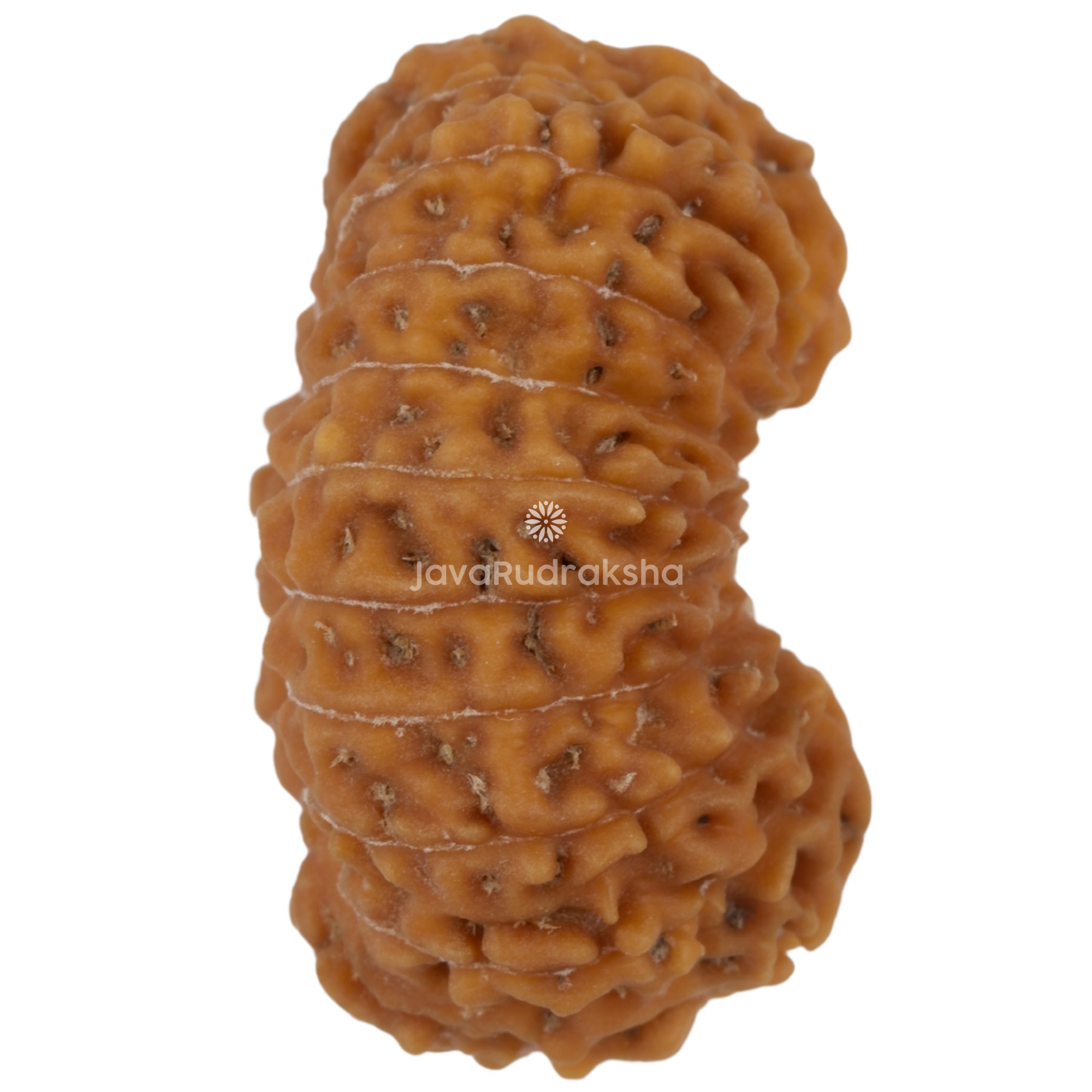 20 Mukhi Java Rudraksha 23.16 mm right side angle