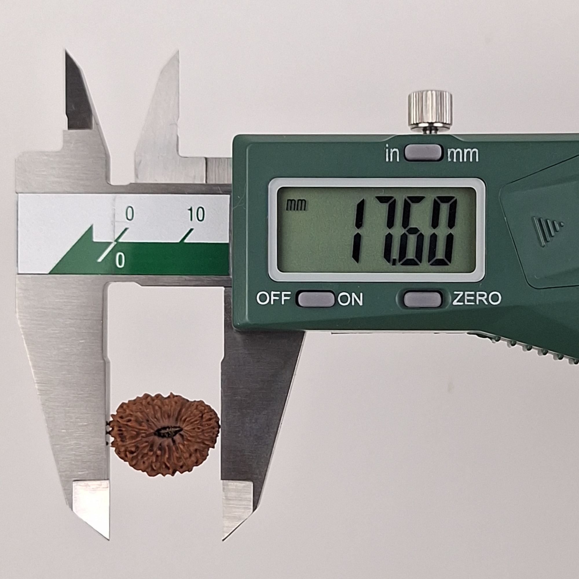 22 Mukhi Java Rudraksha 17.60 mm length measurement