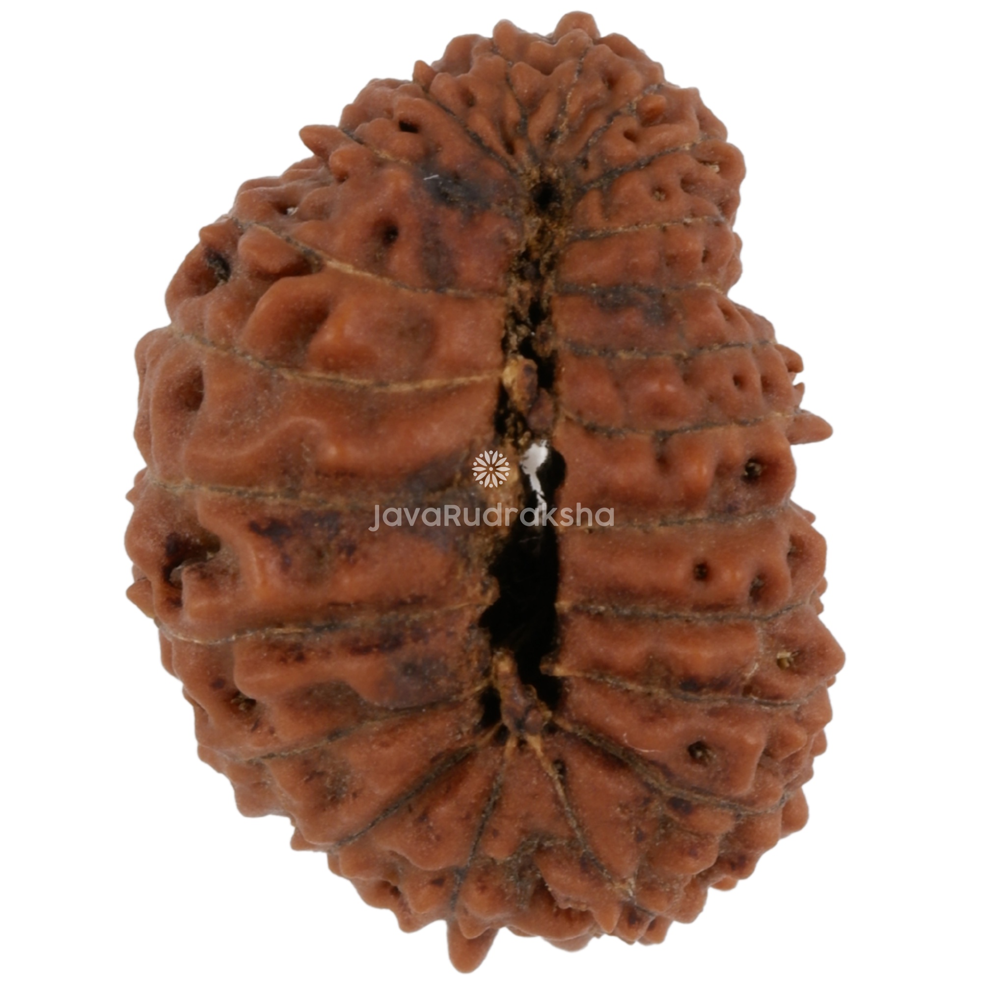 22 Mukhi Java Rudraksha 17.60 mm bottom view
