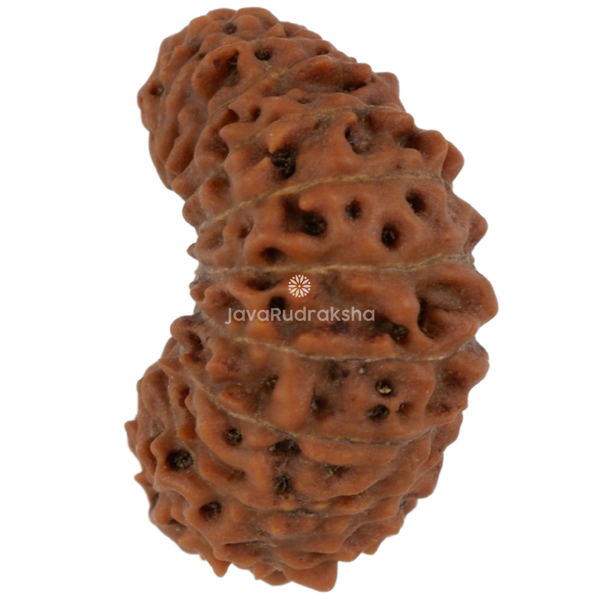 22 Mukhi Java Rudraksha 17.60 mm left side angle