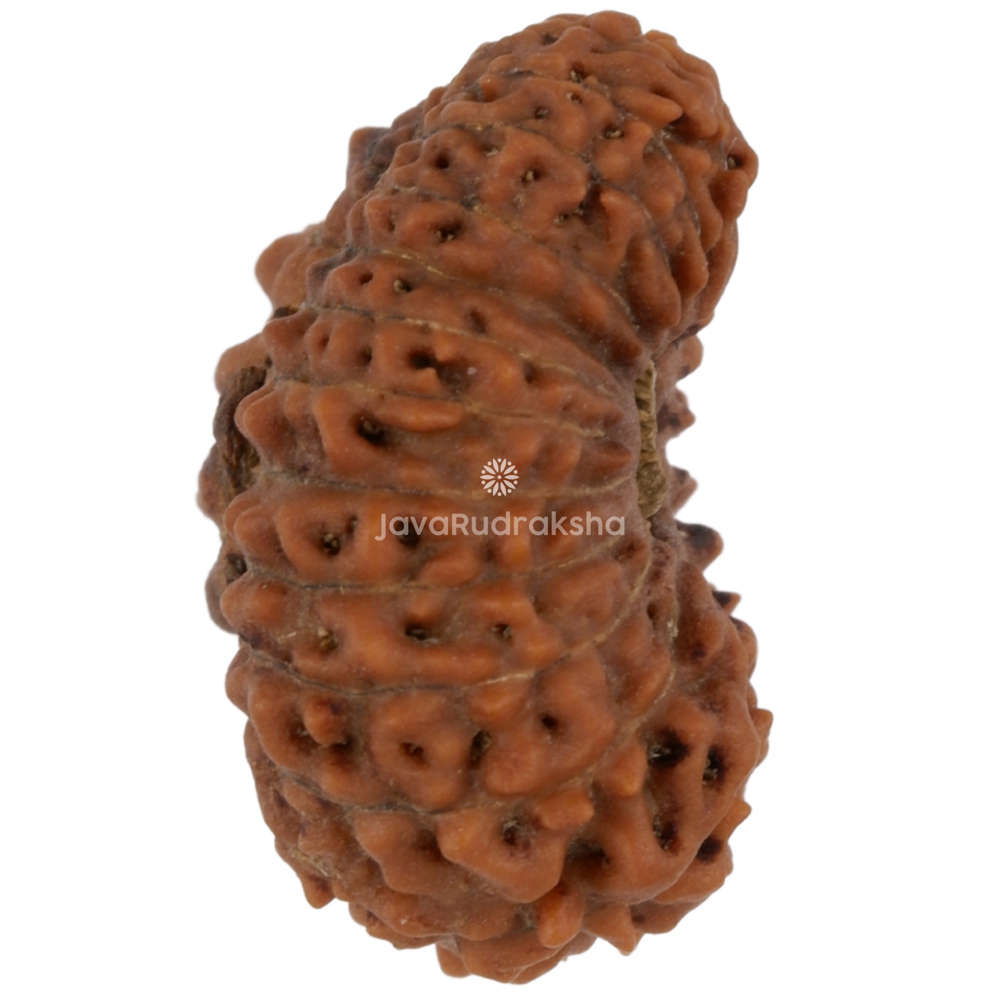 22 Mukhi Java Rudraksha 17.60 mm right side angle