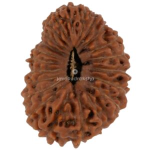 22 Mukhi Java Rudraksha 17.60 mm top view