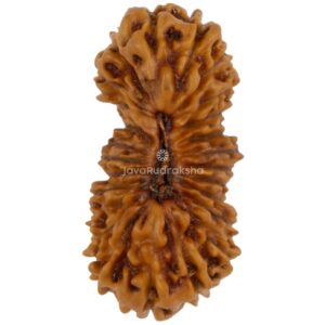 25 Mukhi Java Rudraksha 17.39 mm top view