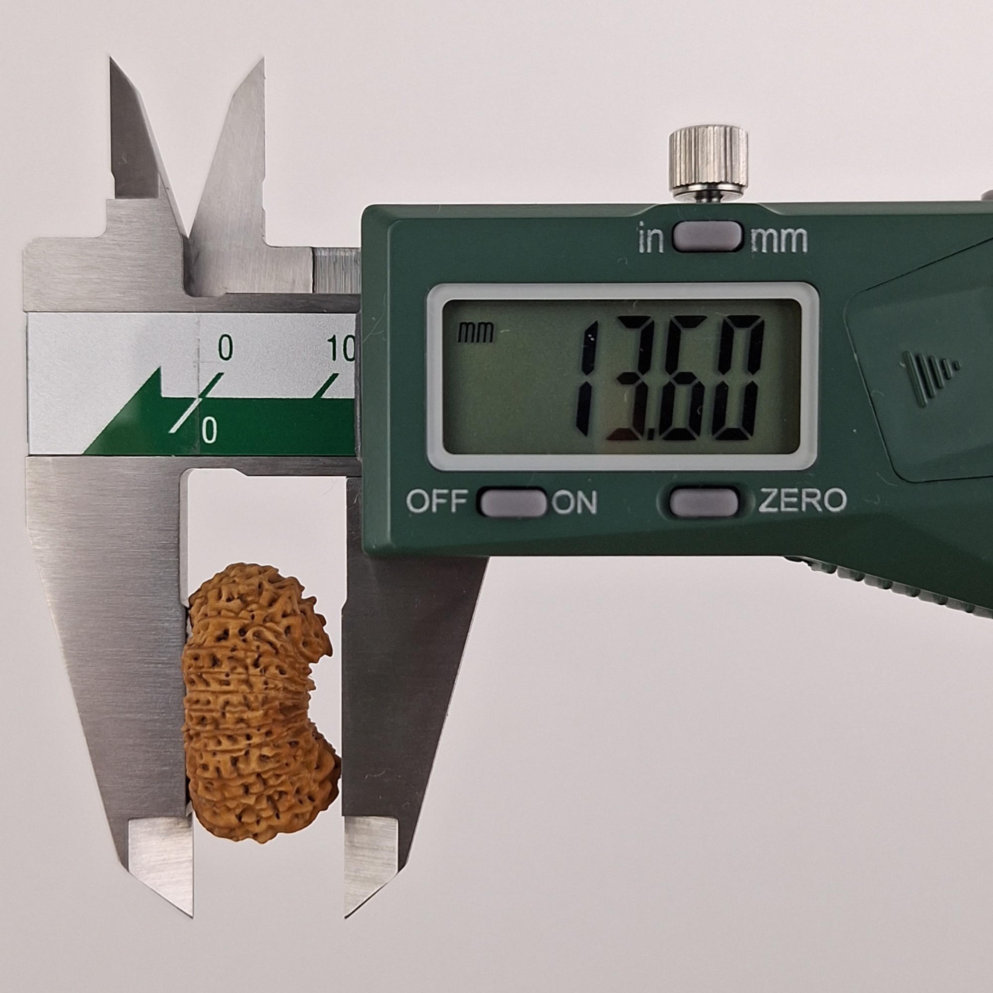 25 Mukhi Java Rudraksha 13.60 mm depth measurement