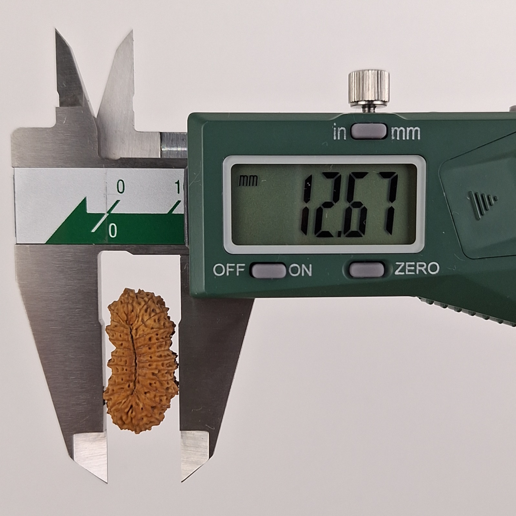 25 Mukhi Java Rudraksha 12.67 mm width measurement