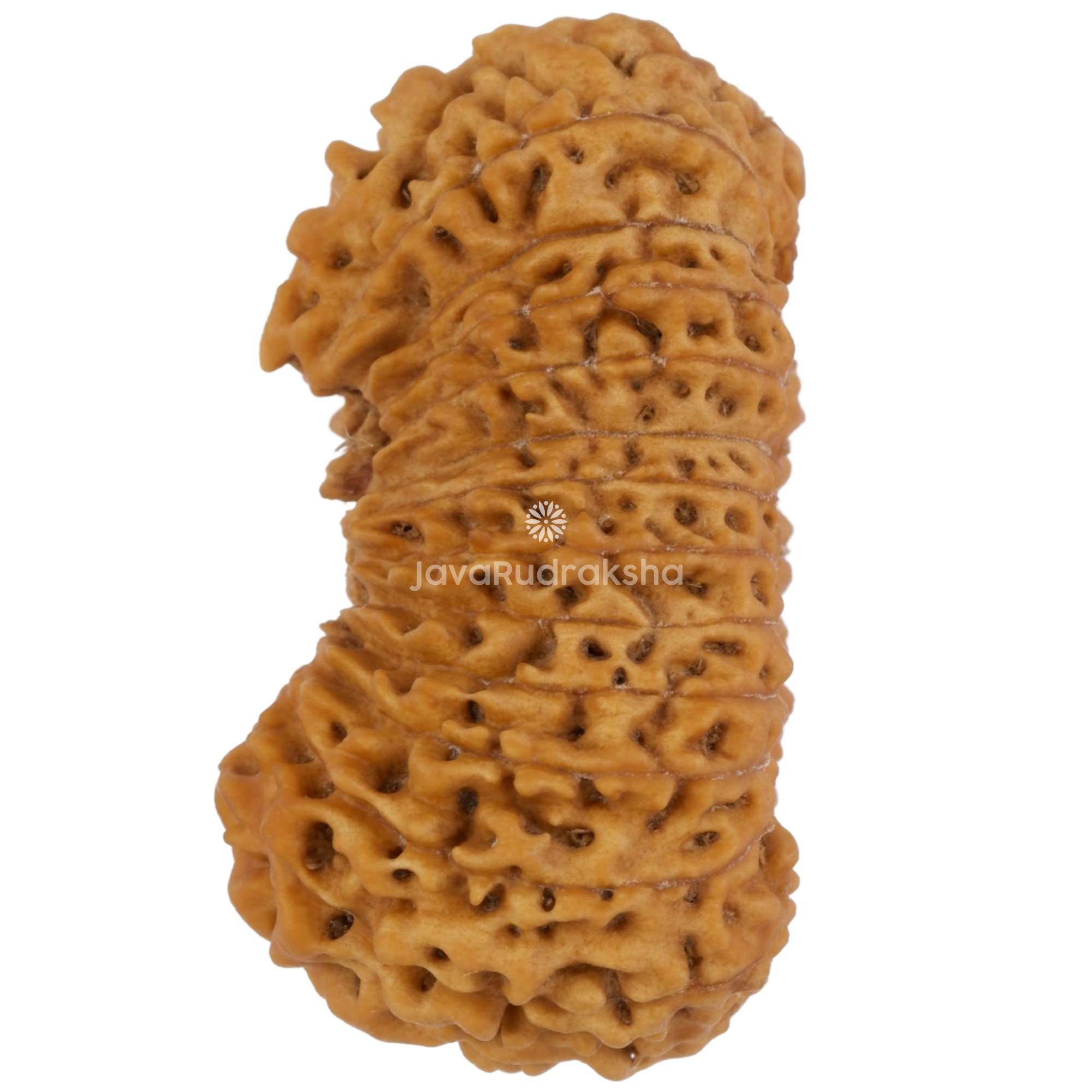 25 Mukhi Java Rudraksha 24.81 mm left side angle