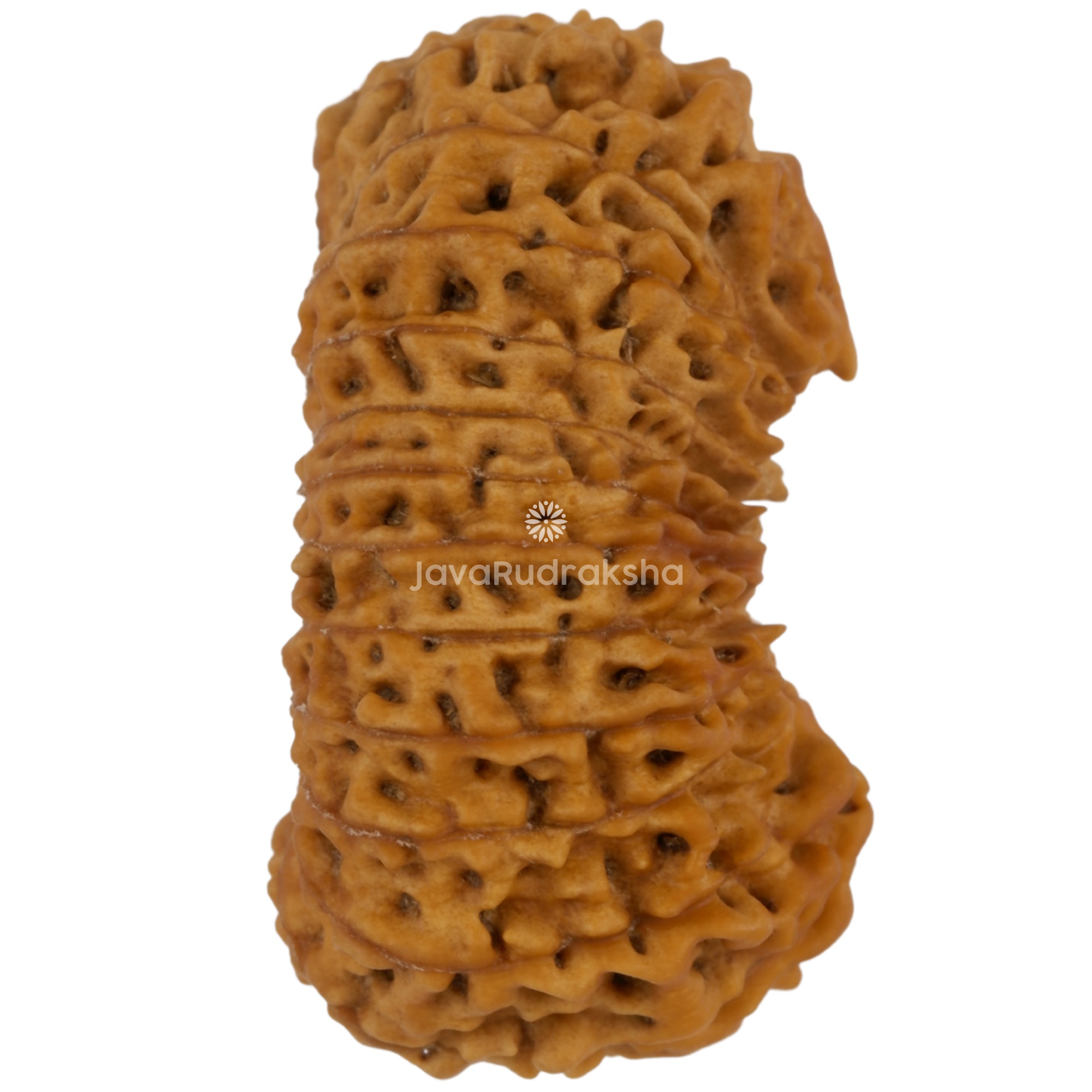 25 Mukhi Java Rudraksha 24.81 mm right side angle
