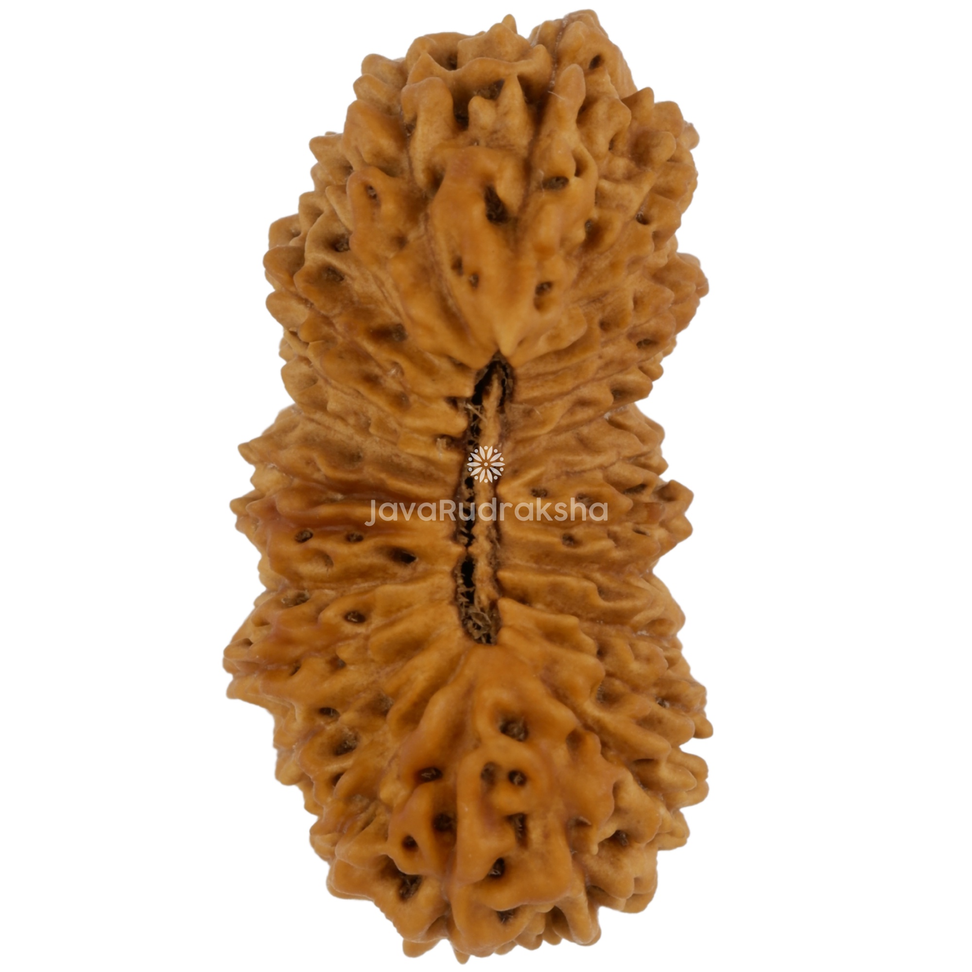 25 Mukhi Java Rudraksha 24.81 mm top view