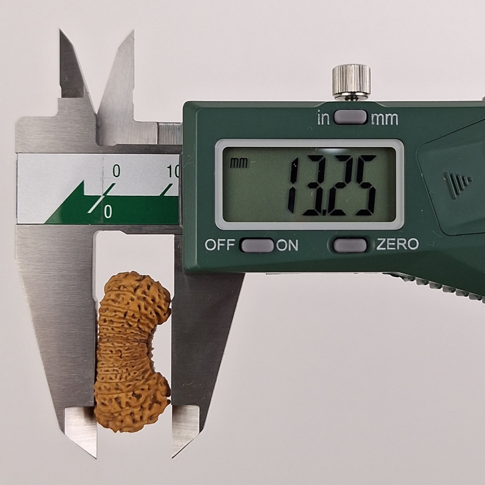 29 Mukhi Java Rudraksha 13.25 mm depth measurement