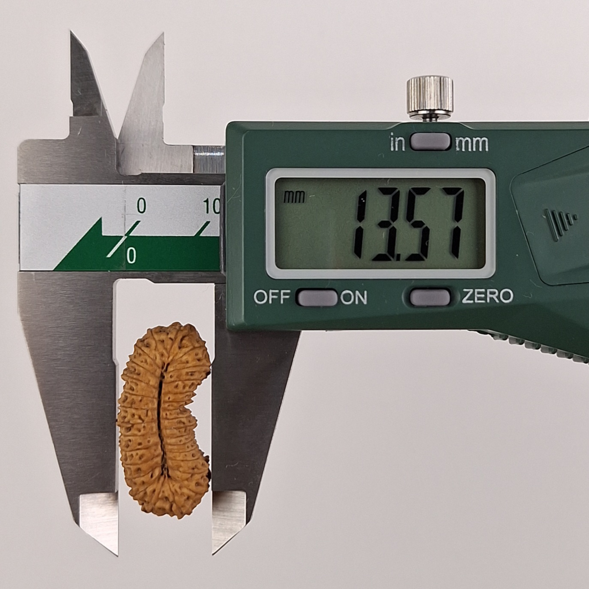 29 Mukhi Java Rudraksha 13.57 mm width measurement