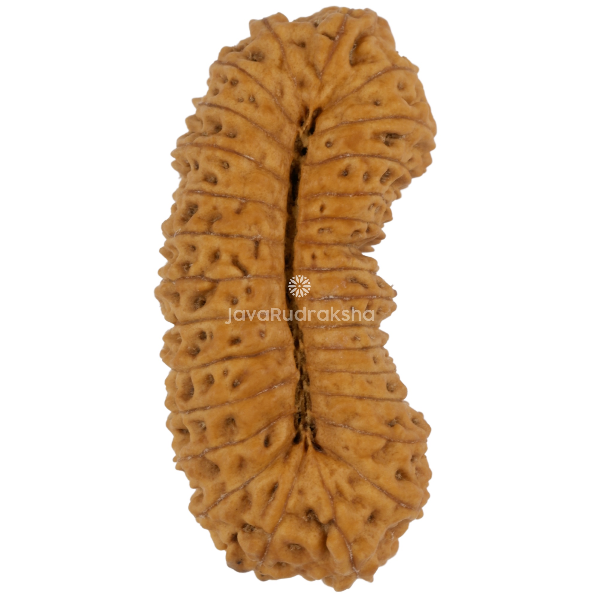 29 Mukhi Java Rudraksha 28.40 mm bottom view