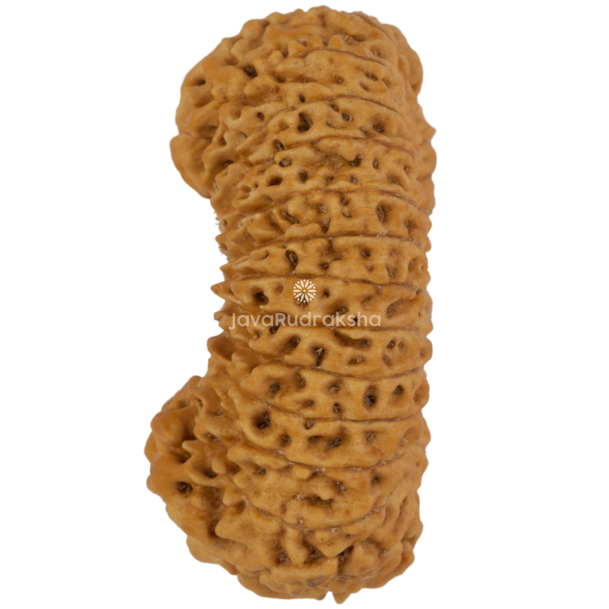 29 Mukhi Java Rudraksha 28.40 mm left side angle