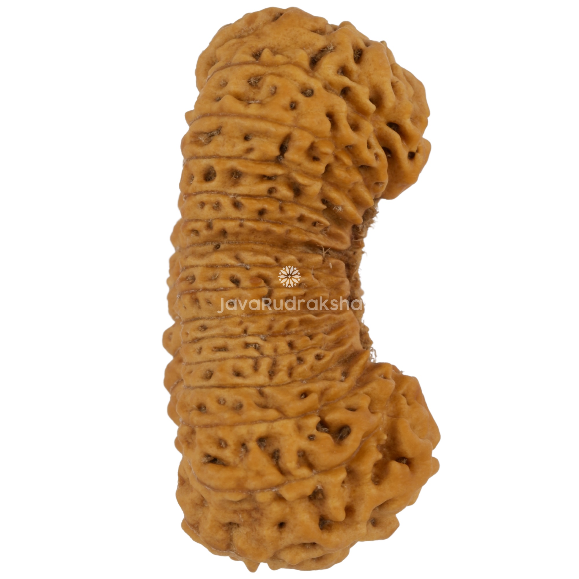 29 Mukhi Java Rudraksha 28.40 mm right side angle