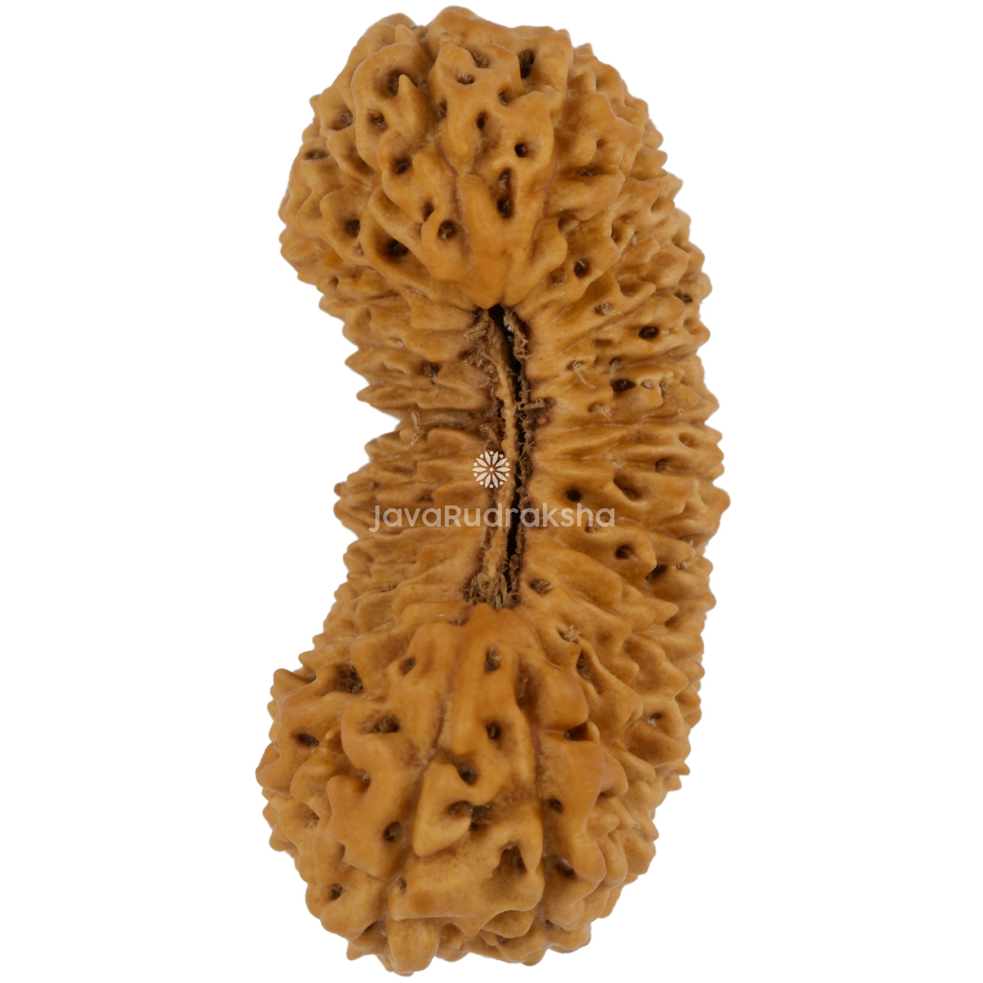 29 Mukhi Java Rudraksha 28.40 mm top view