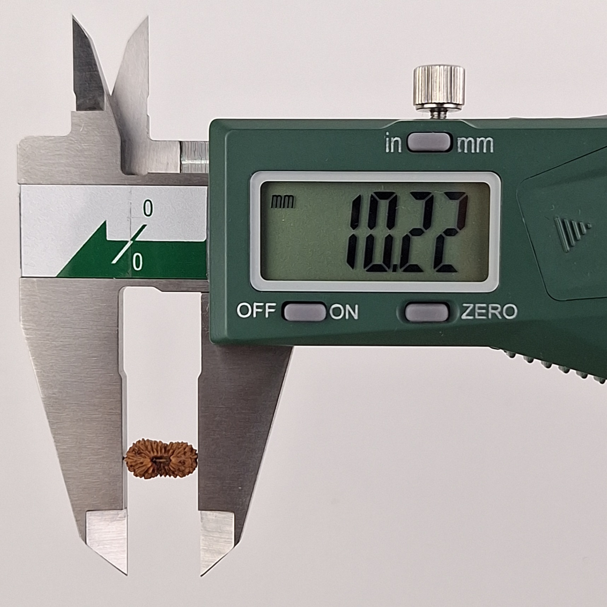 21 Mukhi Java Rudraksha 10.22 mm length measurement