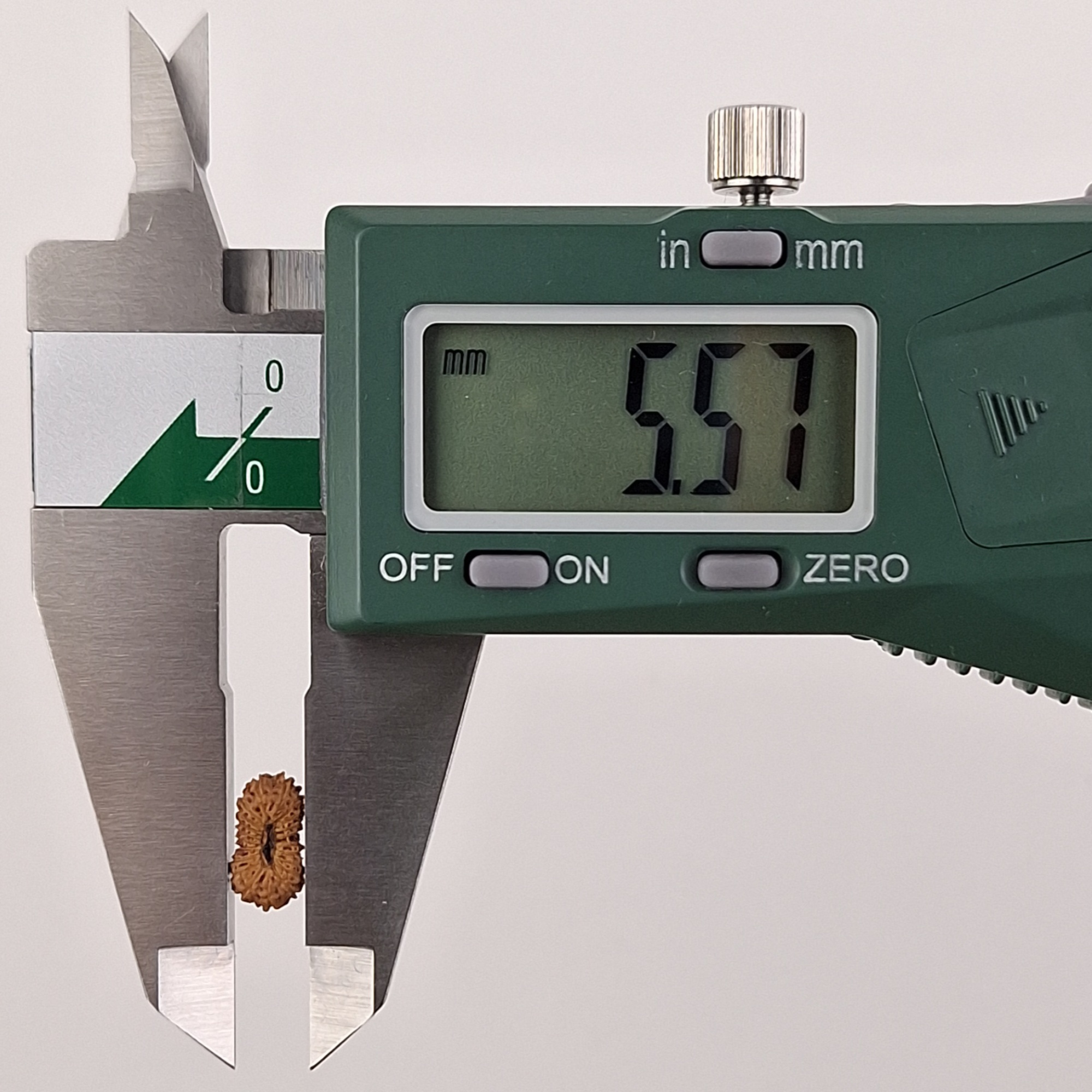 21 Mukhi Java Rudraksha 5.57 mm width measurement