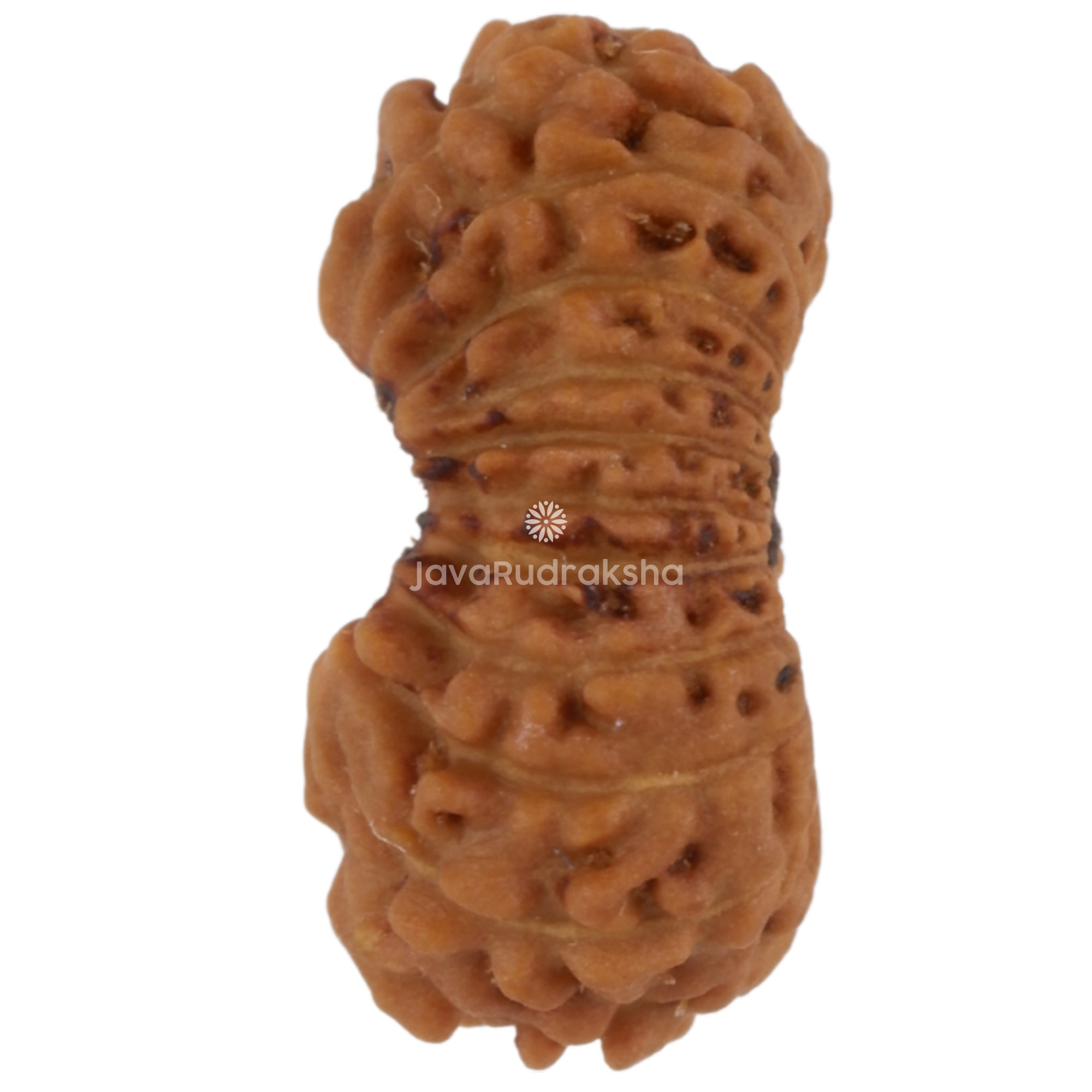 21 Mukhi Java Rudraksha 10.22 mm left side angle