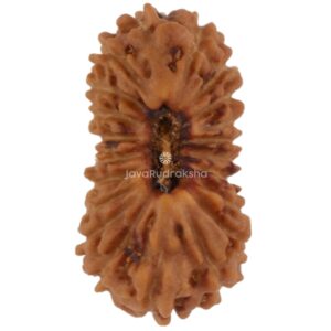 21 Mukhi Java Rudraksha 10.22 mm top view