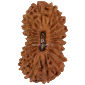 21 Mukhi Java Rudraksha 10.72 mm top view