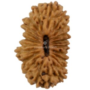 21 Mukhi Java Rudraksha 12.53 mm top view
