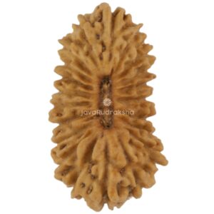 21 Mukhi Java Rudraksha 12.66 mm top view