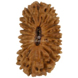 21 Mukhi Java Rudraksha 13.10 mm top view
