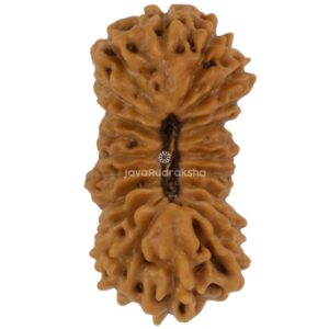 21 Mukhi Java Rudraksha 13.32 mm top view
