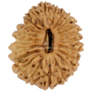 21 Mukhi Java Rudraksha 13.80 mm top view
