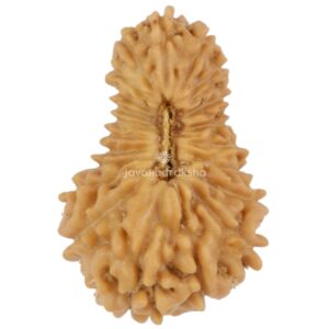 21 Mukhi Java Rudraksha 15.14 mm top view