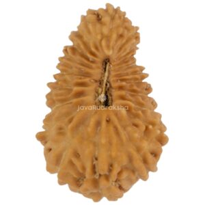 21 Mukhi Java Rudraksha 16.00 mm top view
