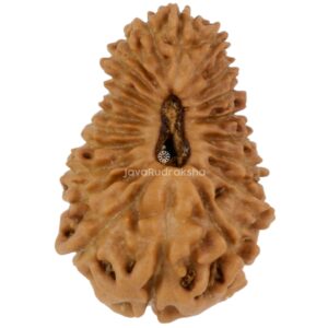 21 Mukhi Java Rudraksha 16.19 mm top view